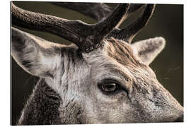 Gallery print Fallow Deer Portrait