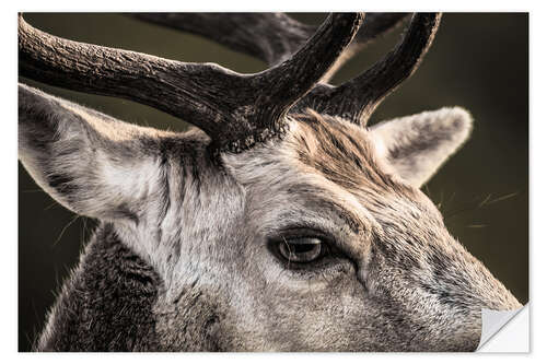 Naklejka na ścianę Fallow Deer Portrait