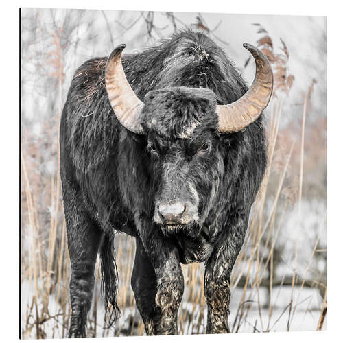 Aluminium print Water buffalo portrait