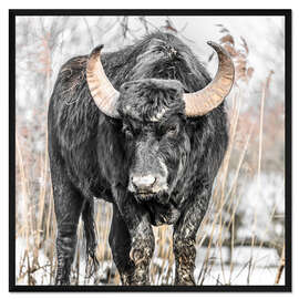 Gerahmter Kunstdruck Wasserbüffel Portrait