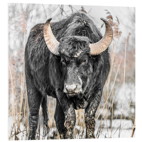 Cuadro de PVC Water buffalo portrait