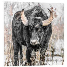 Stampa su PVC Water buffalo portrait