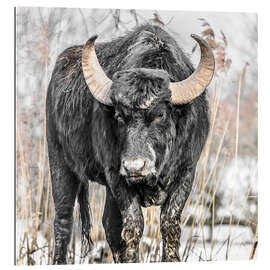 Tableau en plexi-alu Water buffalo portrait