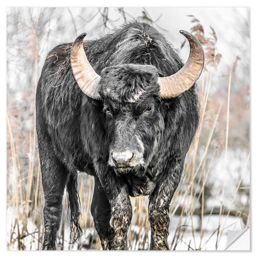 Naklejka na ścianę Water buffalo portrait