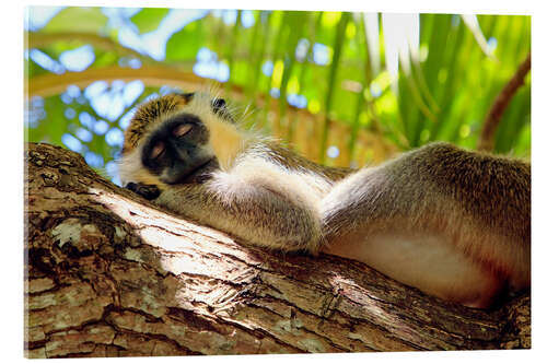 Obraz na szkle akrylowym Green monkey sleeping, Barbados