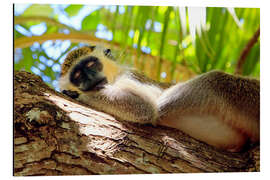 Aluminium print Green monkey sleeping, Barbados