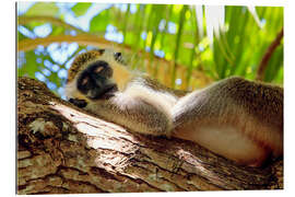 Gallery print Green monkey sleeping, Barbados