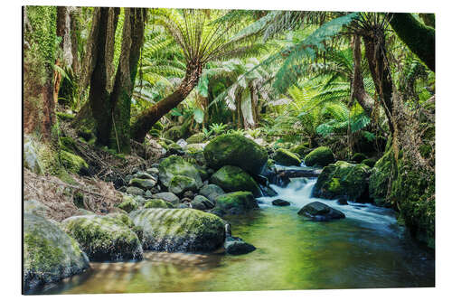 Aluminium print Rainforest in Tasmania