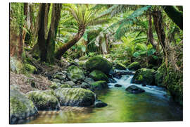 Aluminiumtavla Rainforest in Tasmania