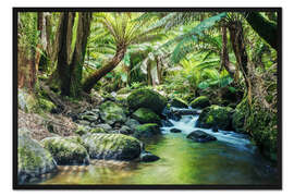 Gerahmter Kunstdruck Regenwald in Tasmanien