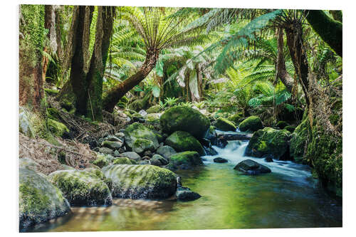 Foam board print Rainforest in Tasmania