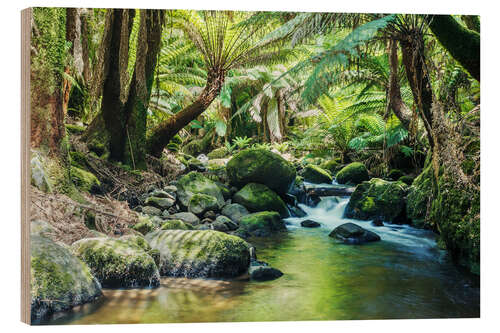 Puutaulu Rainforest in Tasmania