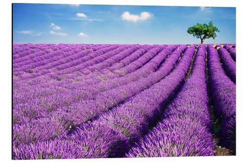 Cuadro de aluminio Lavender field and tree