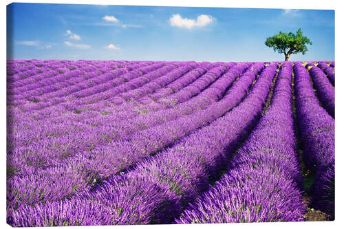 Canvas print Lavender field and tree