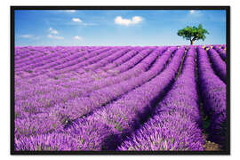 Gerahmter Kunstdruck Lavendelfeld und Baum