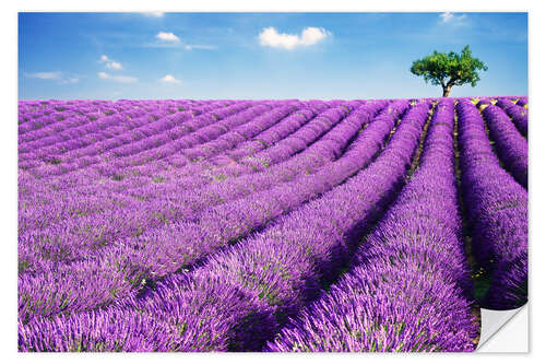 Naklejka na ścianę Lavender field and tree