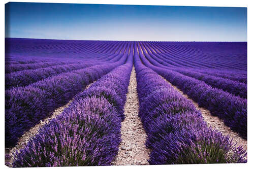 Canvas print Lavender field in Provence