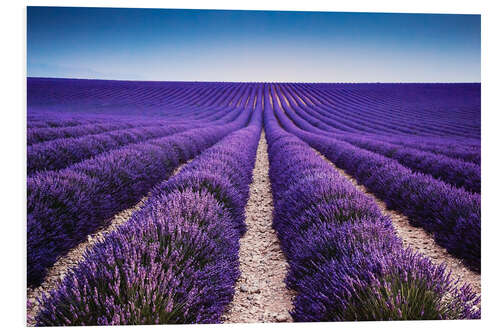 Foam board print Lavender field in Provence