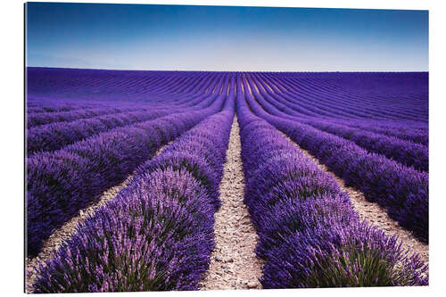 Tableau en plexi-alu Champ de lavande en Provence