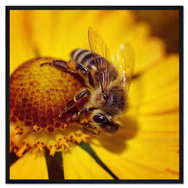 Gerahmter Kunstdruck Blütenkarussell für Bienen