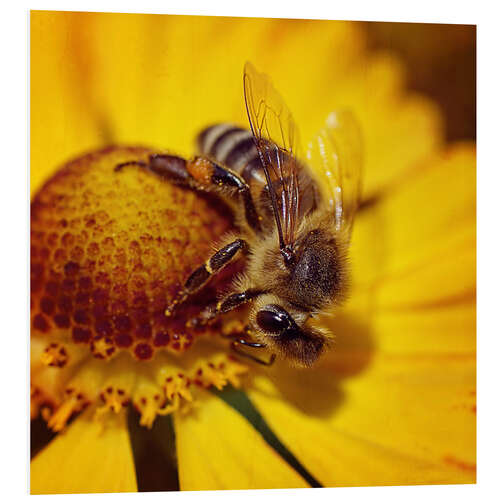 Tableau en PVC Carrousel de pollen pour les abeilles