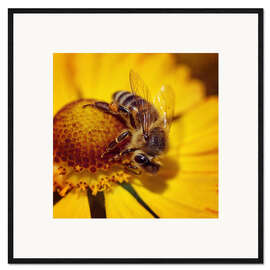 Gerahmter Kunstdruck Blütenkarussell für Bienen