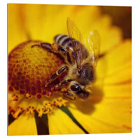 Gallery print Flowers carousel for bees