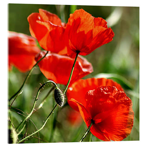 Acrylglasbild Leuchtender Mohn auf Wiese