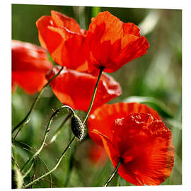 Foam board print Luminous poppy on meadow