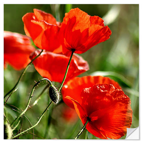 Vinilo para la pared Luminous poppy on meadow