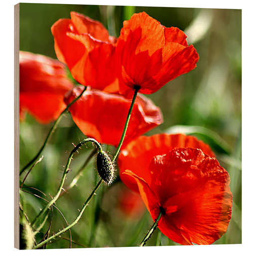Puutaulu Luminous poppy on meadow
