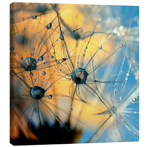 Canvas print Dandelion with dew