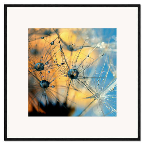 Gerahmter Kunstdruck Pusteblume mit Tautropfen