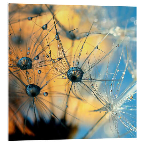 Gallery print Dandelion with dew