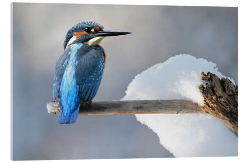 Akrylbillede Kingfisher