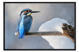 Gerahmter Kunstdruck Tiere Vögel Eisvogel