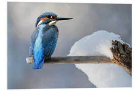 Foam board print Kingfisher