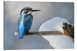 Magnettafel Tiere Vögel Eisvogel