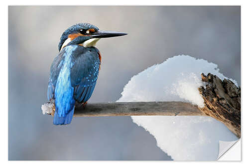 Vinilo para la pared Kingfisher