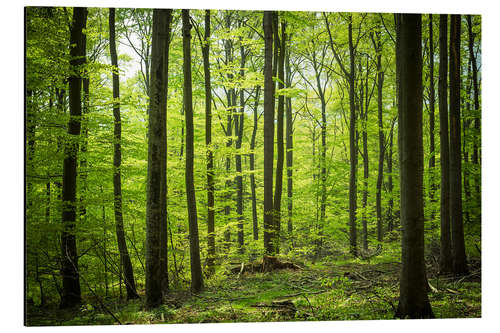 Aluminiumtavla Fresh Green - Beech forest in Harz