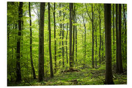 Foam board print Fresh Green - Beech forest in Harz