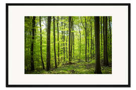 Gerahmter Kunstdruck Frisches Grün - Buchenwald im Harz