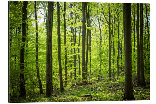 Galleritryck Fresh Green - Beech forest in Harz