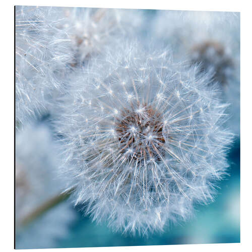 Aluminiumtavla Dandelion