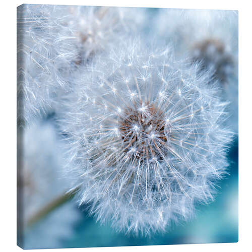 Leinwandbild Pusteblume