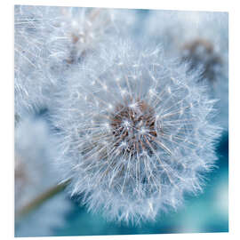 Foam board print Dandelion