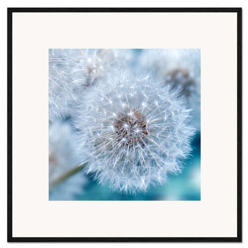 Ingelijste kunstdruk Dandelion
