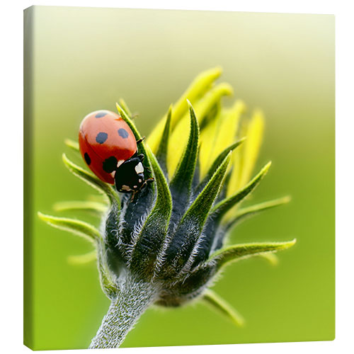 Leinwandbild Marienkäfer