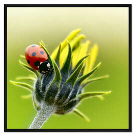 Gerahmter Kunstdruck Marienkäfer