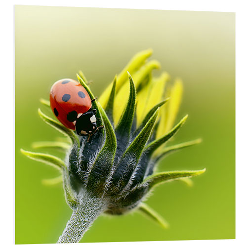 Tableau en PVC Coccinelle